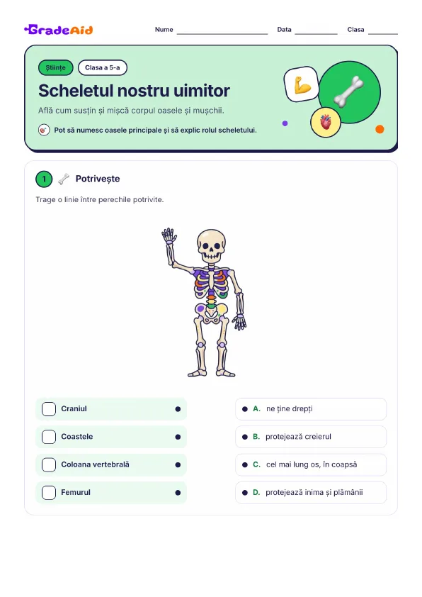 Pagina 1 din Scheletul nostru uimitor